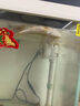 智伴熊 ZIBARBEAR蝶尾金魚(yú)鎏金小金魚(yú)活觀賞魚(yú)小型冷水魚(yú)淡水魚(yú)好養(yǎng)耐活紅獅魚(yú)泰獅 4-6cm鴻運(yùn)當(dāng)頭2條 曬單實(shí)拍圖