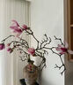 玉蘭花水培水養(yǎng)綠植花卉遇水開(kāi)花樹(shù)苗盆栽帶花苞干枝耐寒鮮切白紫 【清香素雅】鮮切白玉蘭60~80cm3枝+送掛件+ 裸根不帶土 曬單實(shí)拍圖