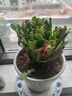 蟹爪蘭帶花苞大苗花卉盆栽室內陽(yáng)臺辦公帶根D7 蟹爪蘭紅色帶花苞【8-10棵】 原土+加倫盆 曬單實(shí)拍圖