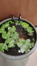 孫凱（SUNKAI）一葉蓮 碗蓮水培植物盆栽室內四季常青花卉水生植物水蓮花苗 一葉蓮/15-20cm 裸根不帶土 曬單實(shí)拍圖