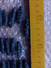 莫失品 大連淡干海參遼寧大海參干貨野生速發(fā)海參不用煮 淡干50克/30-40只/泡6-7厘米 曬單實拍圖