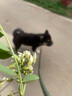 嬉皮狗（hipidog）大型犬狗鏈子大狗牽引繩帶狗繩狗項圈阿拉斯加德牧金毛狗狗牽引繩 牽引繩+項圈：綠色 中號(建議26-60斤) 曬單實(shí)拍圖