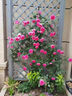森越正宗多色薔薇花苗盆栽樹(shù)苗爬藤月季特大花庭院四季開(kāi)花玫瑰好養活 情人心 福利苗3棵15.8當年開(kāi)花 曬單實(shí)拍圖