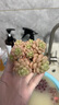 國光英納50%多錳鋅多菌靈代森錳鋅花卉黑斑白粉葉斑病農(nóng)藥殺菌劑50g 曬單實(shí)拍圖