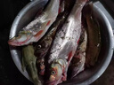 久巖無(wú)結子線(xiàn)鰱鳙新關(guān)東雙鉤成品綁好正品護線(xiàn)繩湖庫大物青草魚(yú)鉤 60cm無(wú)結鰱鳙新關(guān)東有刺【鉤4線(xiàn)2.5】 【10付/盒】---需要彈簧聯(lián)系客服備注 曬單實(shí)拍圖