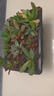 急兔12棵帶穴盤多肉不重復(fù)精品多肉組合DIY綠植肉肉盆栽花卉源頭直發(fā) 曬單實(shí)拍圖