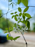 JJC 相機遮光罩 適用于尼康AF 50mm F1.8D/AF 50mm 1.4D鏡頭 替代HR-2 D7200 D7500 D810a保護配件 遮光罩 曬單實(shí)拍圖