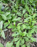 旺園興野生馬蘭頭種子 食用野菜四季播種易種雞毛菜陽臺盆栽 馬齒莧 野生馬蘭頭種子200粒+發(fā)芽肥 曬單實拍圖