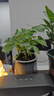 鴨腳木盆栽綠蘿籮花卉植物室內(nèi)花水培綠植多肉好養(yǎng)發(fā)財(cái)樹(shù)吸除甲醛 鴨腳木25-30cm+繁星盆+營(yíng)養(yǎng)液 含盆 曬單實(shí)拍圖