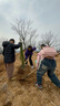 曼杉園 側柏樹苗 扁柏樹松柏庭院綠化葉綠化苗木陵園墓地礦荒山造林 1.5米左右 不含盆 曬單實拍圖
