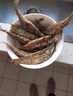 繽鮮 遼寧 大號多春魚(yú)凈重2斤 滿(mǎn)籽魚(yú)籽飽滿(mǎn) 燒烤魚(yú)類(lèi)-源頭直發(fā) 曬單實(shí)拍圖