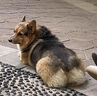 廣普驅蟲(chóng)藥犬體內外一體同驅腸蟲(chóng)全清寵物用品狗狗小狗驅蟲(chóng)體內大型犬泰迪狗滴劑派安特跳蚤藥殺蜱蟲(chóng)專(zhuān)用 吡蟲(chóng)啉莫昔克丁滴劑犬用-0.4ml 田園犬金毛打蟲(chóng)藥除跳蚤除虱子螨蟲(chóng)殺蟲(chóng)劑蜱蟲(chóng) 曬單實(shí)拍圖