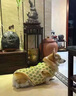 狗狗真菌感染口服藥治療狗狗蘚濕疹皮炎脫毛狗身上長癬皮膚病專用 1盒【收貨評價(jià)帶圖 補(bǔ)發(fā)一盒】 曬單實(shí)拍圖