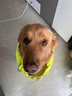 MOEPIE狗狗雨衣金毛邊牧拉布拉多中大型犬雨衣2025全包四腳透氣雨衣 綠色 5XL（推薦100-120斤） 曬單實拍圖