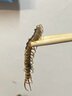 修正殺蟲(chóng)粉劑驅(qū)蜈公專(zhuān)用藥臥室滅蜈蚣藥除蟑螂藥螞蟻藥跳蚤呋蟲(chóng)胺 曬單實(shí)拍圖