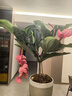 【帶花發(fā)貨】寶蓮燈花盆栽帶花苞四季開花卉綠植物室內(nèi)客廳好養(yǎng)活 【主圖款】寶蓮燈特級大苗(3層4燈5燈)【帶花發(fā)貨 帶盆栽好 曬單實拍圖