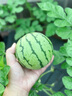 京悠雨【特級】麒麟西瓜苗嫁接西瓜苗秧8424黑皮無(wú)籽美都懶漢水果盆栽 嫁接麒麟 24棵【脆甜多汁】 曬單實(shí)拍圖