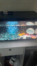 寵小帥天然扇貝殼魚缸造景海洋世界裝飾品海螺水族箱擺件貝殼斗魚缸造景 天然扇貝殼【10個(gè)】 曬單實(shí)拍圖