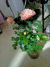 臨雅 月季花樹苗果汁陽臺大花盆栽室內(nèi)紅果汁陽臺多頭玫瑰花苗棒棒糖 【果汁陽臺】中苗-130#盆 曬單實拍圖
