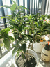 桂花樹(shù)苗桂花苗盆栽金桂四季桂室內(nèi)外濃香型陽(yáng)臺(tái)花卉綠植庭院盆景植物 四季沉香【四季開(kāi)花濃香】 4年苗【開(kāi)花多】 曬單實(shí)拍圖