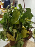 臨雅常春藤盆栽爬藤吊蘭垂吊植物冬季陽臺室內(nèi)四季常青吸甲醛金邊綠植 4盆精品165#常春藤 曬單實(shí)拍圖