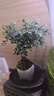 開(kāi)時(shí)果 臺灣達摩小葉九里香 桌面微型趣味迷你盆栽綠植盆景源頭直發(fā)包郵 達摩九里香+六角瓷盆 曬單實(shí)拍圖