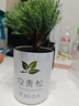 放青松霧松樹植物盆栽書房景觀吸甲醛辦公室桌面綠植創(chuàng)意送禮物 青松禮盒款 曬單實拍圖