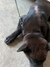 甜苗苗狗鏈子p鏈牽引繩狗鏈項(xiàng)圈栓狗遛中大型犬脖圈脖套鏈金屬防咬鐵鏈 狗鏈子項(xiàng)圈【加厚4.0絲粗】 55厘米(建議40-50斤) 高硬度,經(jīng)久耐用 曬單實(shí)拍圖