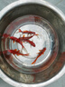 長(cháng)尾大紅草金魚(yú)鳳尾活魚(yú)冷水觀(guān)賞魚(yú)好養耐活淡水魚(yú)紅草魚(yú)短尾草金 13-15cm紅草金6條 曬單實(shí)拍圖