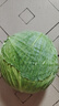 現(xiàn)摘現(xiàn)發(fā)卷心菜當季包菜包心菜農(nóng)家自種蔬菜蓮花白綠包菜新鮮整箱 帶箱5斤 曬單實拍圖