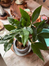 新品開花發(fā)財樹盆栽室內(nèi)好養(yǎng)易活花卉植物客廳辦公室綠植四季開花 紅顏【四季長青 驅(qū)蚊好養(yǎng)】 送肥料+盆 曬單實拍圖
