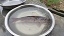 狼王紡車輪魚輪遠(yuǎn)投輪錨魚輪微物路亞輪魚線輪磯竿輪全金屬線杯海桿輪 2000【路亞磯釣】 曬單實拍圖
