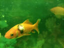 進(jìn)口日本速溶黃粉魚缸殺蟲殺菌防魚病治爛鰭白點(diǎn)水霉趴缸觀賞魚藥 100g/進(jìn)口日本黃粉（預(yù)防治療各類魚病) 曬單實(shí)拍圖