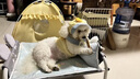 曇蓓漫狗狗牽引繩小型犬胸背狗狗服飾背心式狗繩比熊泰迪約克夏狗繩狗鏈 【小黃鴨】萌寵牽引三件套 L丨胸圍45(適合8-9斤寵物) 【小黃鴨】胸背+帽子+繩子 優(yōu)質(zhì)面料/柔軟親膚/萌趣可愛 曬單實(shí)拍圖