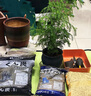 懶人熊水杉樹苗盆栽室內(nèi)辦公室桌面水培植物客廳落羽杉盆景四季常青綠植 【今日特價】30厘米5棵 曬單實拍圖