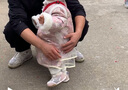 江博士學(xué)步鞋步前鞋冬季男女加絨保暖兒童健康鞋B13244W005米/粉紅22 曬單實(shí)拍圖