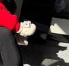 瑜品佳 嬰兒學(xué)步鞋子秋冬寶寶保暖加厚0-1歲初生防掉軟底防滑步前棉鞋襪 絨絨醒獅 加絨 17碼 M(6-12個月） 曬單實(shí)拍圖