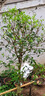 傾潤原生桂花樹(shù)苗高桿桂花大樹(shù)庭院地栽濃香型丹桂金桂盆栽四季桂花苗 四季金黃桂 5公分1.8-2米高當年開(kāi)花爆滿(mǎn) 曬單實(shí)拍圖