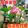 京悠雨荷花藕種觀(guān)賞盆栽水養蓮花缸栽蓮藕苗魚(yú)池塘水生植物花卉碗蓮睡蓮 精選苗【巨無(wú)霸】3株裝 不含盆 曬單實(shí)拍圖