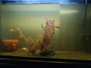 JUWEL高亮魚缸燈照明燈多功能變色led水族箱專用燈具小型燈管全光譜 燈長57cm(可用60-70cm) T4雙排變色燈（單燈）USB接口 曬單實(shí)拍圖