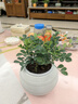 植男植女九里香室內(nèi)好養(yǎng)護(hù)桌面盆栽可開(kāi)花卉綠植發(fā)貨觀葉耐旱源頭直發(fā) 曬單實(shí)拍圖