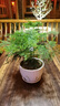 佰花錦新中式文竹桌面盆栽綠植辦公室客廳盆景茶臺臥室好養綠植花卉植物 精品文竹基地原盆原土X2 20-30cm 曬單實(shí)拍圖