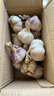 康田匯 陜西2025干新鮮感大蒜現挖新蒜紫皮大蒜批發(fā)鮮蒜紅皮蒜干蒜 2-2.5斤單果4-5CMM凈1.6斤 曬單實(shí)拍圖