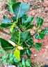瑯闕馬來西亞5號菠蘿蜜樹果樹苗室內(nèi)外庭院南北方地栽20-30cm源頭直發(fā) 曬單實拍圖