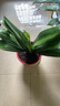 仟草集精品盆栽綠植室內(nèi)君子蘭觀葉植物桌面辦公桌君子蘭大苗當(dāng)年開花 13-14葉 曬單實拍圖