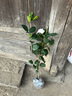 歐芽  適合冬天養的花卉白色山茶花盆栽種帶花苞綠植室內四季好養活懶 A級＋白茶花4年苗(無(wú)盆) 含盆 曬單實(shí)拍圖