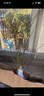 壹植迎春花樹苗盆景連翹老樁盆栽室內(nèi)陽臺庭院爬藤垂吊花卉報春花植物 【迎春花】3年苗50-70cm10棵 不含盆 曬單實拍圖
