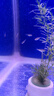 正宗冷水觀賞魚(yú)鉆石彩虹鯽溪流缸王者原生冷水魚(yú)易活群游小型好養(yǎng) 2-3厘米 10條加防損未發(fā)色 曬單實(shí)拍圖