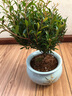 繽賢小葉赤楠室內(nèi)易養(yǎng)護(hù)老樁陽(yáng)臺(tái)辦公四季常青花卉綠植盆景植物造型 五年老樁赤楠+藍(lán)色金邊蘭花陶瓷 含盆 曬單實(shí)拍圖