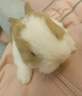 小型侏儒兔子活物鳳眼海棠宿舍寵物網(wǎng)紅迷你兔荷蘭垂耳兔活體 母兔子 曬單實(shí)拍圖